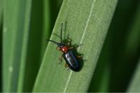 Oulema melanopus/duftschmidi