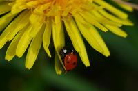 Coccinella septempunctata