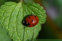 Coccinella septempunctata