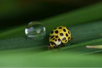 Psyllobora vigintiduopunctata