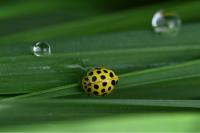 Psyllobora vigintiduopunctata