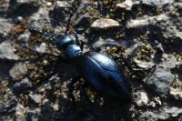 Meloe violaceus