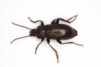 Stenomax aeneus