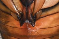 Dytiscus marginalis