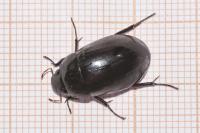 Hydrochara caraboides