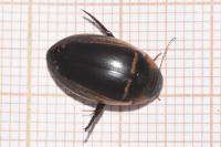 Hydaticus transversalis
