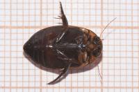 Hydaticus transversalis