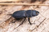 Dorcus parallelipipedus