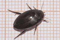 Agabus bipustulatus