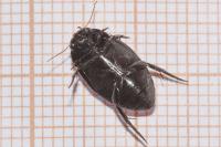Agabus bipustulatus