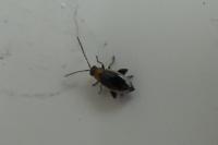 Longitarsus dorsalis