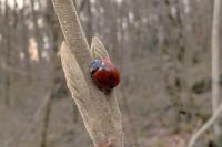 Coccinella septempunctata
