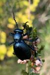 Meloe violaceus