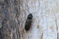 Cardiophorus rufipes
