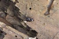 Notiophilus