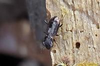 Notiophilus