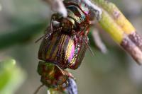 Chrysolina americana