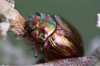 Chrysolina americana