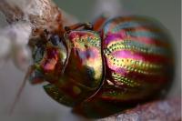 Chrysolina americana