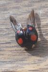 Harmonia axyridis