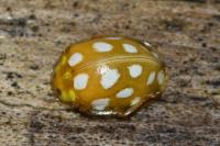 Halyzia sedecimguttata