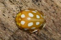 Halyzia sedecimguttata