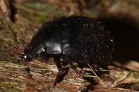 Nosodendron fasciculare