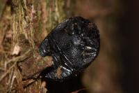 Nosodendron fasciculare