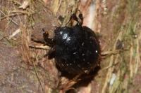 Nosodendron fasciculare