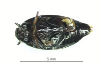Gyrinus substriatus