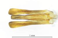 Gyrinus substriatus