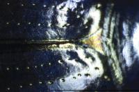 Gyrinus substriatus