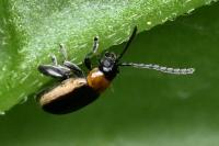 Longitarsus dorsalis