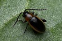Longitarsus dorsalis