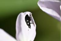 Brassicogethes