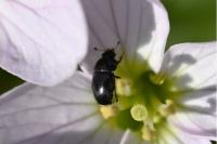 Brassicogethes