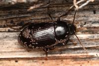 Nalassus laevioctostriatus