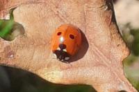 Coccinella septempunctata