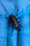 Carabus nemoralis