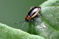 Longitarsus dorsalis