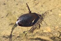 Dytiscus