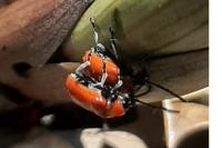 Lilioceris lilii