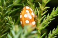 Halyzia sedecimguttata