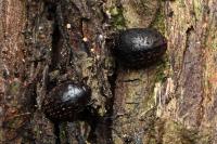 Nosodendron fasciculare