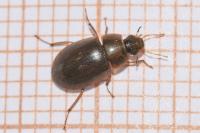 Helochares lividus