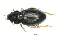 Ochthebius minimus