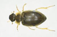 Laccobius femoralis
