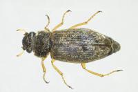 Helophorus minutus