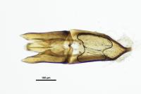 Helophorus minutus