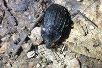 Phosphuga atrata